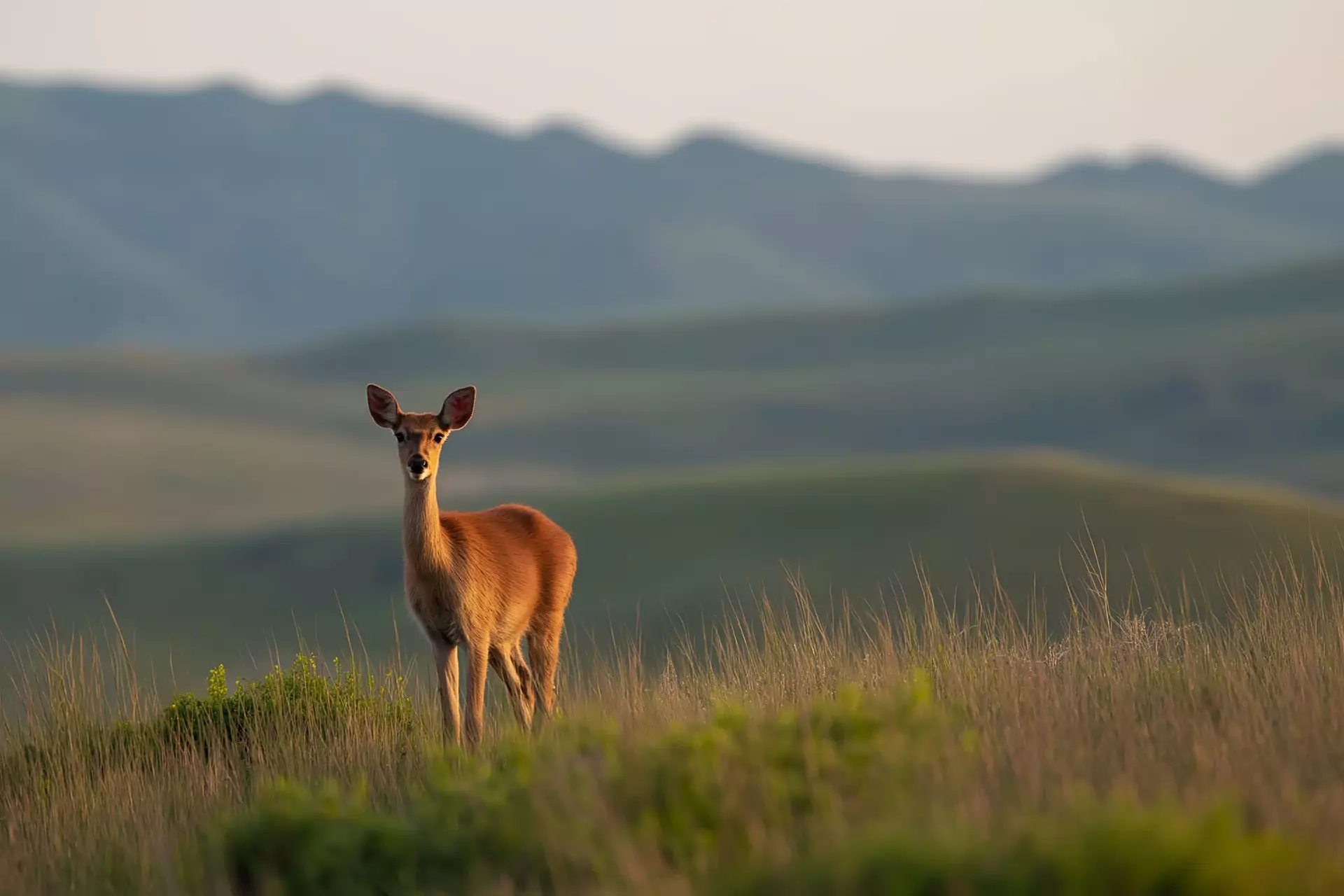 A deer looking towards the camera in tall grass