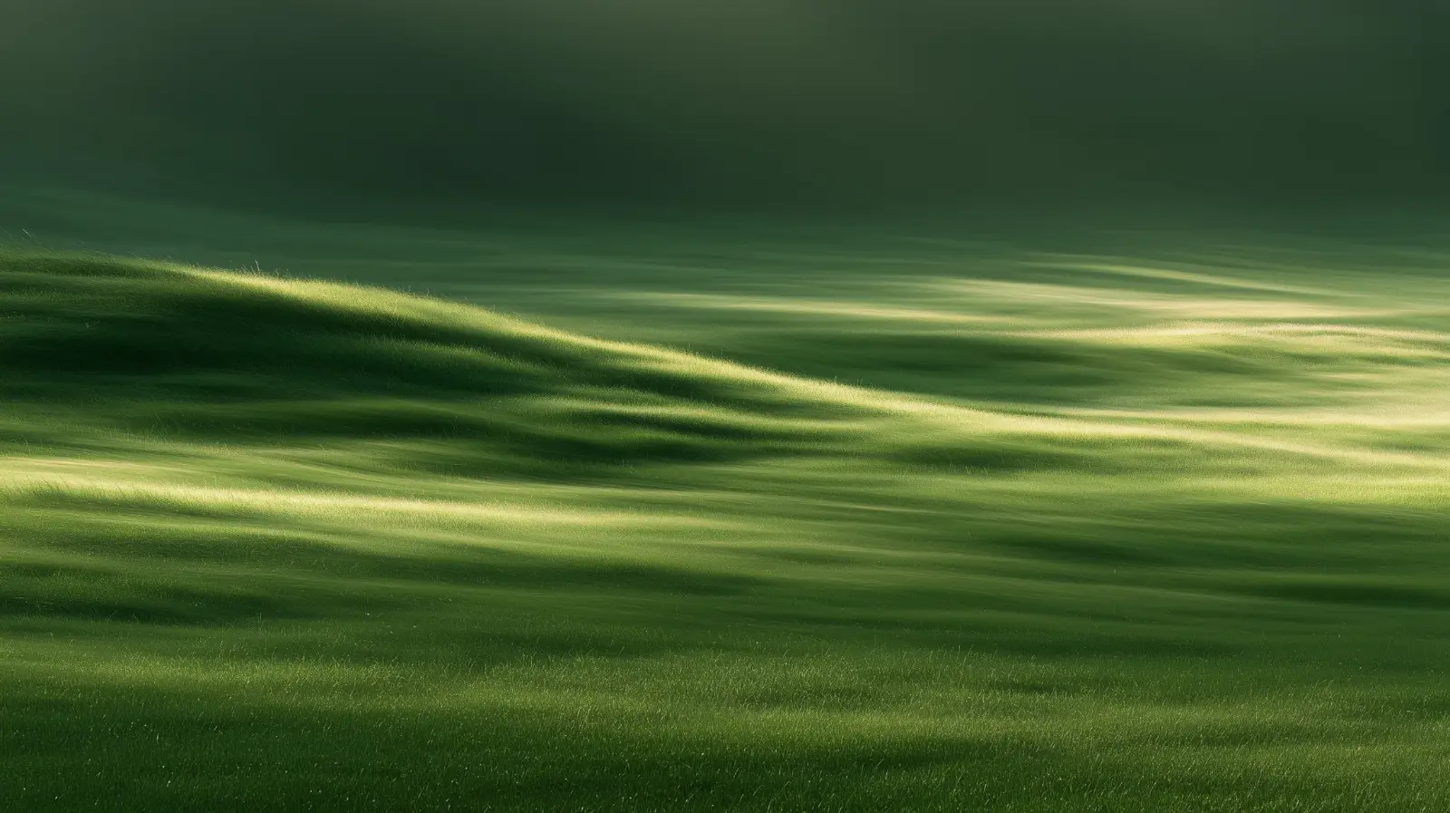 Grass in the wind, captured in soft motion