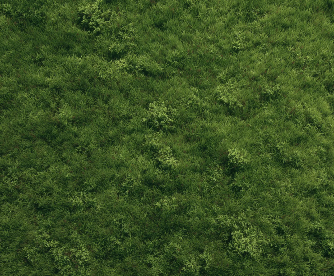 Grass seen close, filling the frame