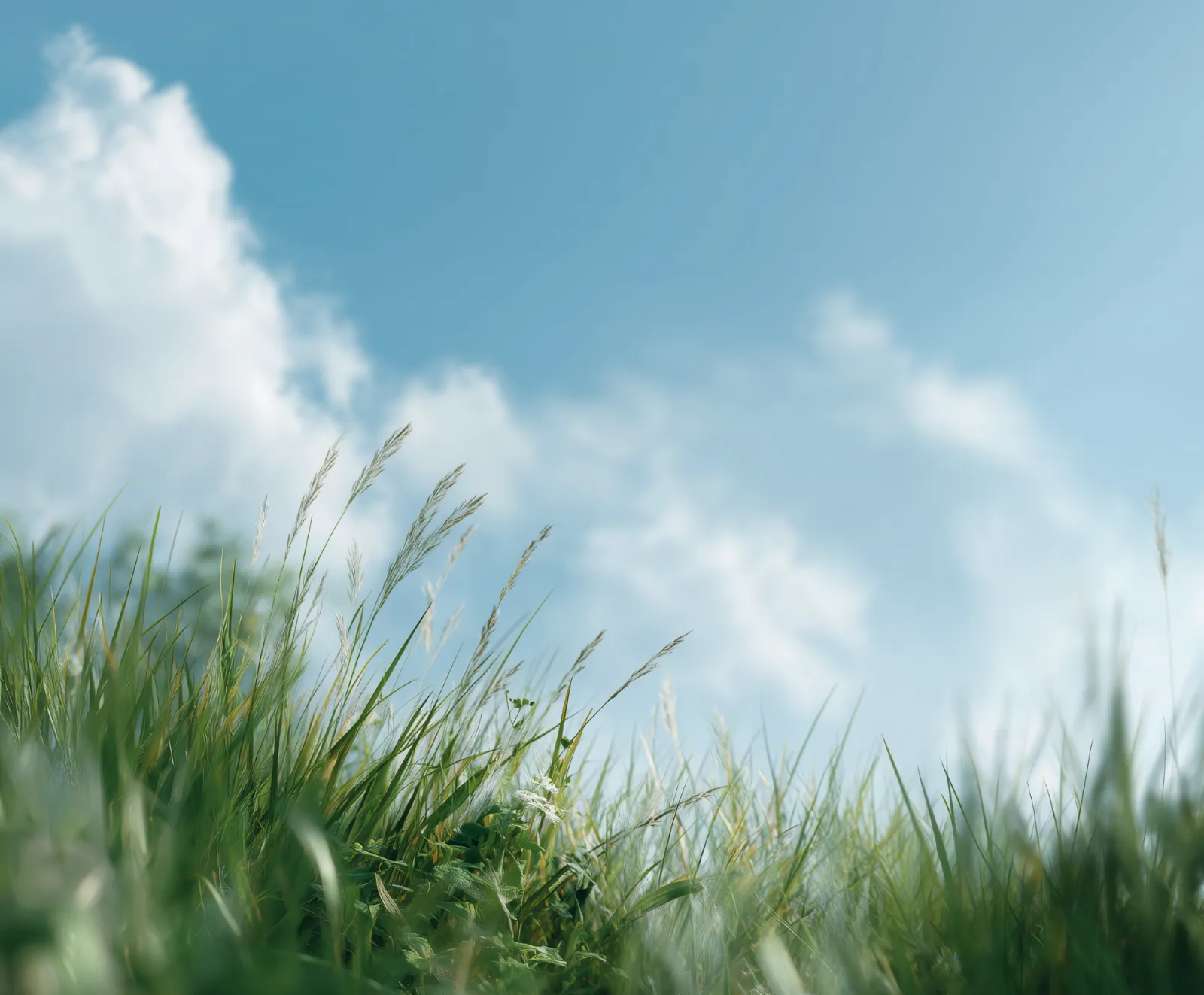 Grass against an open sky