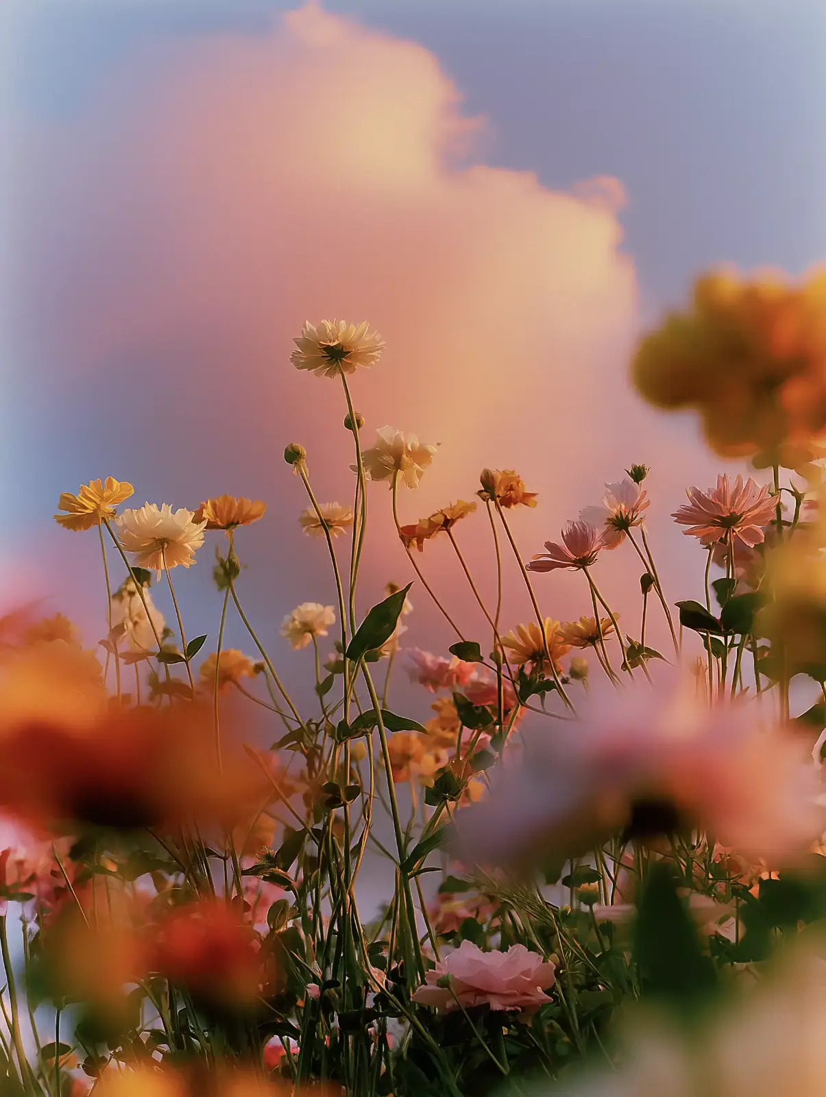 No. 01 · Hydrangea