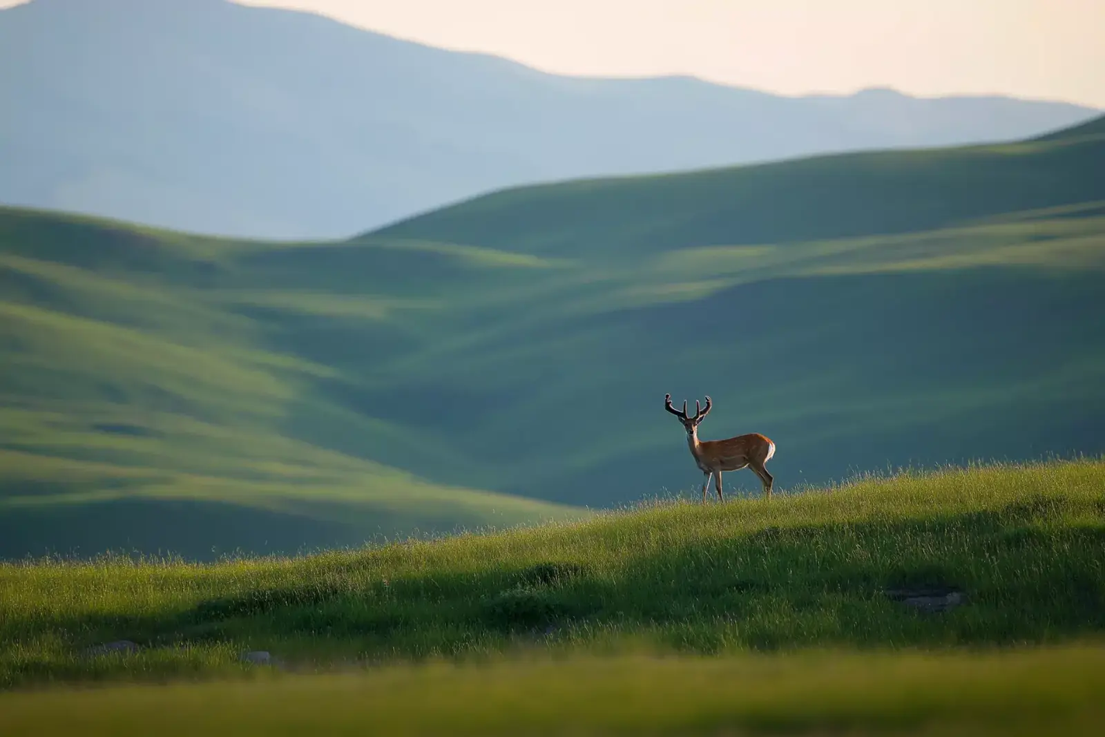 A deer standing in wide rolling hills