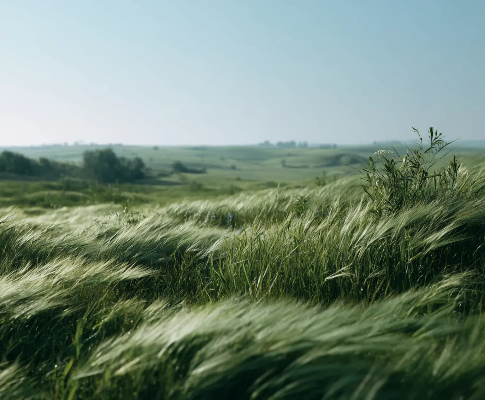 A wide grass field bending in the wind